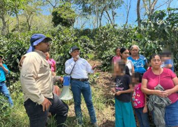 Optimizan el manejo técnico y la innovación en cultivos de café en Chiquimula