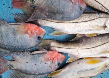 Pescadores apoyan monitoreos para preservar recursos en lago de Izabal