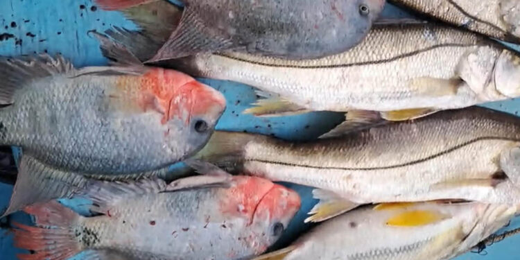 Pescadores apoyan monitoreos para preservar recursos en lago de Izabal