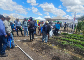 Productores de Camotán fortalecen producción de cebolla blanca