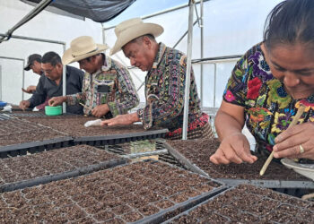 Productores de Sololá avanzan en tecnificación agrícola con cultivo de pilones en invernadero