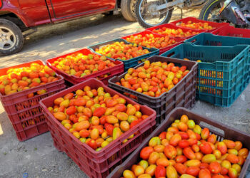 Productores de tomate logran cosecha exitosa tras apoyo técnico especializado
