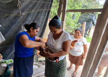 Protegen a gallinas ponedoras de CADER en Petén
