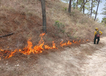 Protegen áreas boscosas de Zacapa ante incendios forestales