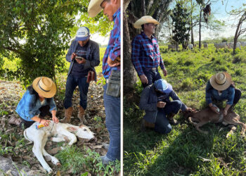 Realizan jornada de vigilancia sanitaria en ganado bovino en Sayaxché