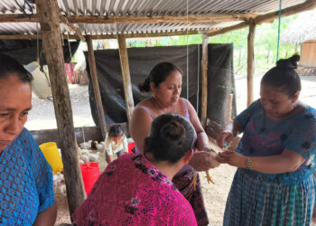 Realizan segunda jornada de vacunación en granjas avícolas de Petén