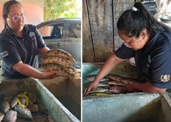 Séptimo monitoreo biológico fortalece evaluación de especies pesqueras en Petén