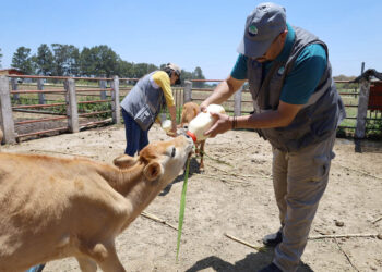 Verifican cumplimiento de medidas y atienden casos en granja de la USAC