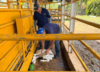 Vigilancia activa y acciones de prevención del Gusano Barrenador en Poptún