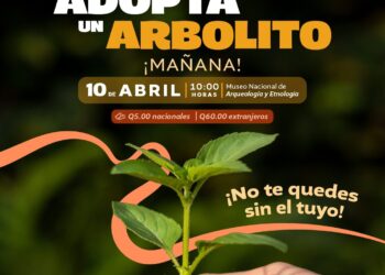 Te esperamos en el Museo Nacional de Arqueología y Etnología para que adoptes un un arbolito