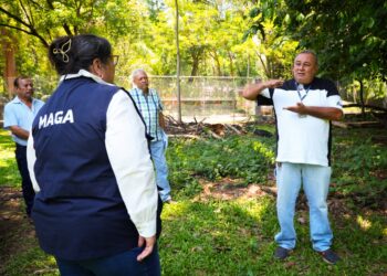 Impulsan producción de cítricos sanos para fortalecer economía en Retalhuleu
