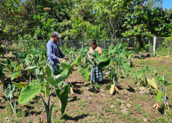 Impulsan cultivos nativos en Petén