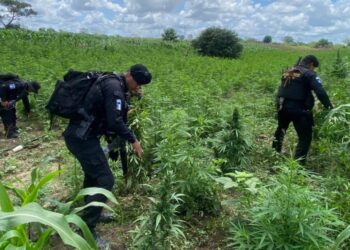 Erradicación de cultivos de marihuana supera los Q39 millones