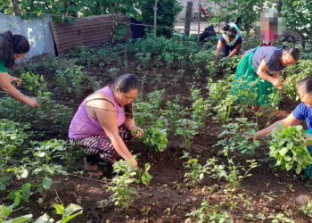 La tierra responde al esfuerzo comunitario y brinda sus frutos