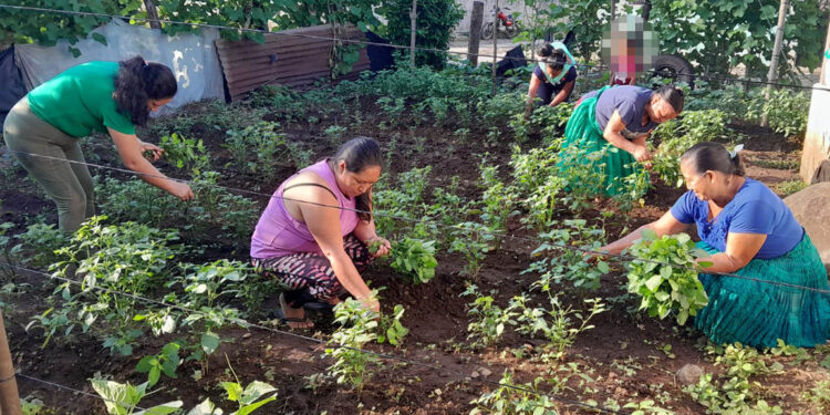 La tierra responde al esfuerzo comunitario y brinda sus frutos