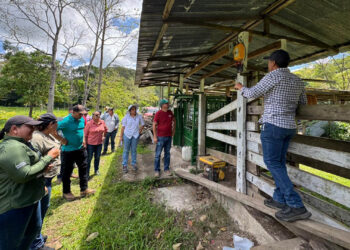 Intercambio de experiencias promueve la ganadería sostenible en Petén