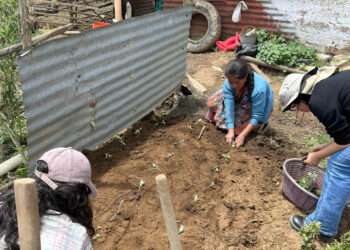Huertos familiares apoyan la recuperación nutricional de niños en Totonicapán