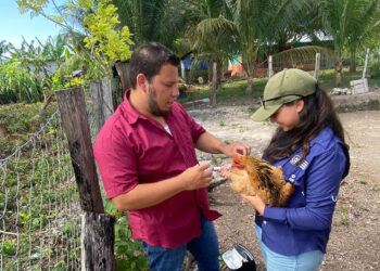 Jornada de vacunación aviar en San Andrés