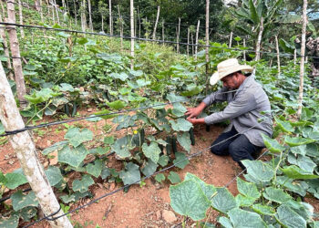 Asistencia mejora producción de hortalizas y el conocimiento frutícola en Zacapa