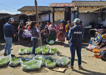 Entrega de 80 mil pilones de hortalizas da impulso a huertos familiares