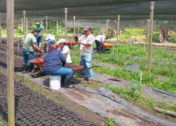 Fortalecen la producción forestal en Petén