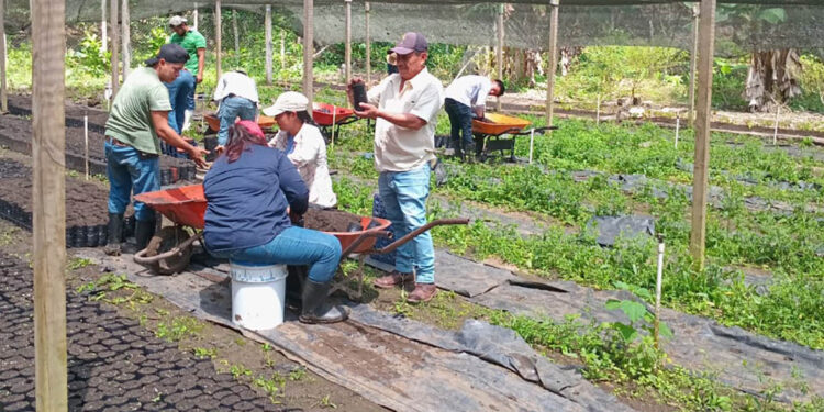 Fortalecen la producción forestal en Petén