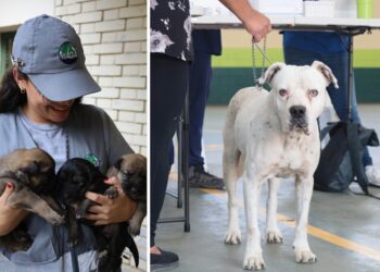 UBA: nueve años promoviendo el bienestar animal