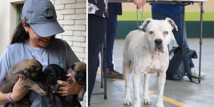 UBA: nueve años promoviendo el bienestar animal