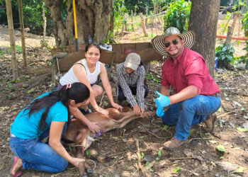 Refuerzan vigilancia epidemiológica para prevenir el Gusano Barrenador