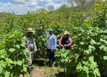 Productores transforman su finca con modelo de ganadería sostenible