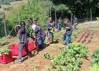 Estudiantes levantan primera cosecha del huerto escolar pedagógico