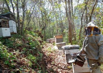 Apicultores de Uspantán fortalecen su producción y mejoran sus ingresos
