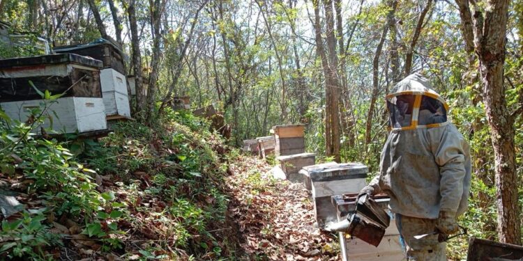 Apicultores de Uspantán fortalecen su producción y mejoran sus ingresos