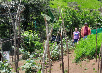 Asistencia técnica en campo fortalece huertos familiares