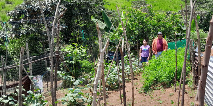 Asistencia técnica en campo fortalece huertos familiares