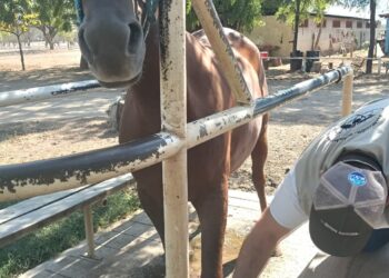 Atienden caso de Gusano Barrenador en equino
