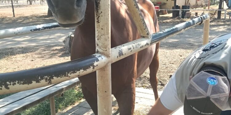 Atienden caso de Gusano Barrenador en equino