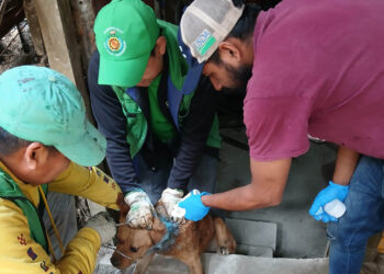 Atienden casos de Gusano Barrenador en caninos