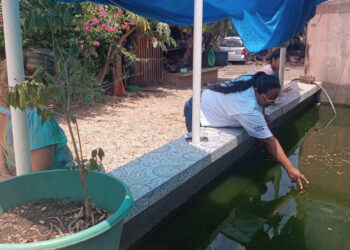 Brindan asistencia técnica para mejorar cultivo de tilapia en Petén