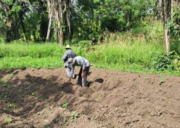 Calor persistente y lluvias intensas elevan riesgos para la producción agropecuaria