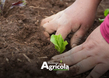 Diccionario Agrícola: Fertilidad del Suelo
