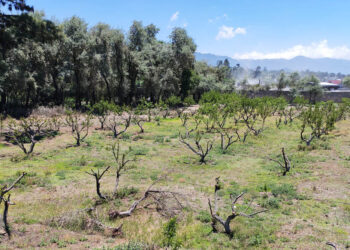 Emiten recomendaciones por las altas temperaturas y lluvias intensas