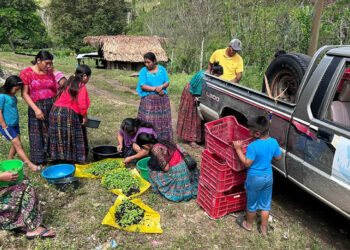 Entregados más de 120 mil pilones de hortalizas en Petén
