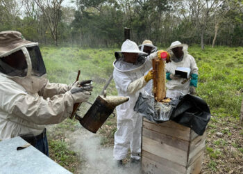 Exportación de miel supera los 79 mil kilogramos en el primer cuatrimestre de 2026