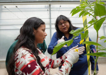Exportación de semillas de hortalizas posiciona producción agrícola guatemalteca