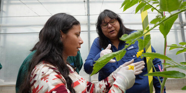 Exportación de semillas de hortalizas posiciona producción agrícola guatemalteca