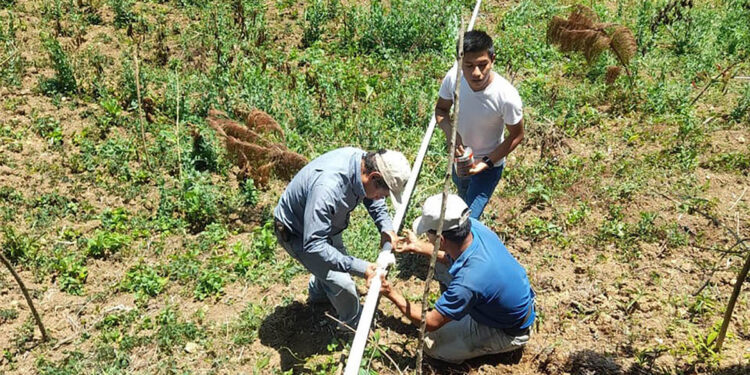 Extensionistas y universitarios tecnifican la producción agrícola en Alta Verapaz