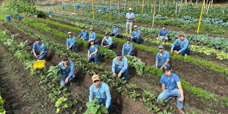 Futuros peritos agrónomos aplican el modelo “Aprender Haciendo” en cultivos hortícolas