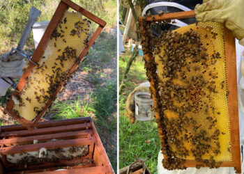 Guatemala conmemora el Día Mundial de las Abejas con crecimiento del sector apícola