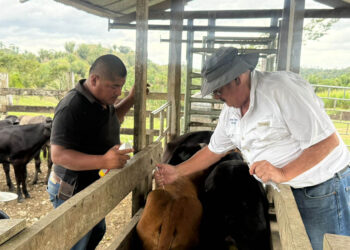 Realizan acciones de prevención y control de la rabia bovina